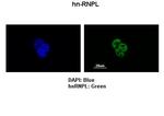 hnRNP L Antibody in Immunocytochemistry (ICC/IF)