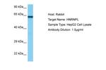 hnRNP L Antibody in Western Blot (WB)