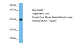 Creatine Kinase MB Antibody in Western Blot (WB)