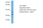MUL1 Antibody in Western Blot (WB)