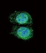 Bcl-2 Antibody in Immunocytochemistry (ICC/IF)