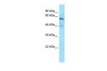 DLL3 Antibody in Western Blot (WB)