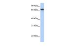 BAT5 Antibody in Western Blot (WB)