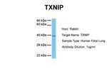 TXNIP Antibody in Western Blot (WB)