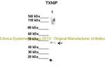 TXNIP Antibody in Western Blot (WB)