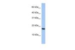 ARL5A Antibody in Western Blot (WB)