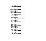 FOXA1 Antibody in Western Blot (WB)