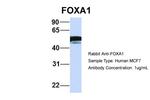 FOXA1 Antibody in Western Blot (WB)