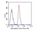 Syntrophin alpha-1 Antibody in Flow Cytometry (Flow)