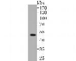 GABRA1 Antibody in Western Blot (WB)