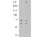 CNGA4 Antibody in Western Blot (WB)