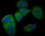 CEACAM6 Antibody in Immunocytochemistry (ICC/IF)