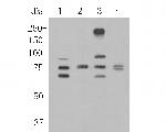 CEACAM6 Antibody in Western Blot (WB)