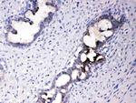 ATF6 Antibody in Immunohistochemistry (Paraffin) (IHC (P))