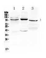 ATF6 Antibody in Western Blot (WB)