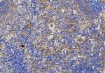 SLC11A1 Antibody in Immunohistochemistry (Paraffin) (IHC (P))