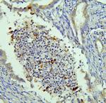 SLC11A1 Antibody in Immunohistochemistry (Paraffin) (IHC (P))