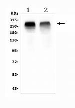 ACACB Antibody in Western Blot (WB)
