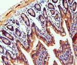 TDRD3 Antibody in Immunohistochemistry (Paraffin) (IHC (P))