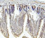 RNF169 Antibody in Immunohistochemistry (Paraffin) (IHC (P))