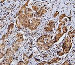 RNF169 Antibody in Immunohistochemistry (Paraffin) (IHC (P))