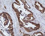 RNF169 Antibody in Immunohistochemistry (Paraffin) (IHC (P))