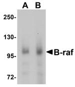 B-Raf Antibody in Western Blot (WB)