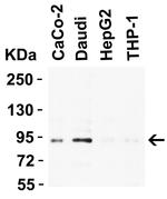 B-Raf Antibody in Western Blot (WB)