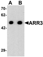 ARR3 Antibody in Western Blot (WB)