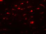 SMURF2 Antibody in Immunohistochemistry (Paraffin) (IHC (P))