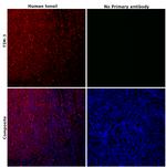 TIM-3 Antibody in Immunohistochemistry (Paraffin) (IHC (P))