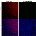 TIM-3 Antibody in Immunohistochemistry (Paraffin) (IHC (P))