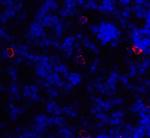 CD86 Antibody in Immunohistochemistry (Paraffin) (IHC (P))