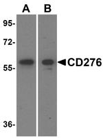 B7-H3 (CD276) Antibody in Western Blot (WB)