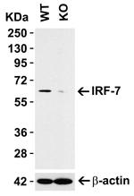 IRF7 Antibody in Western Blot (WB)