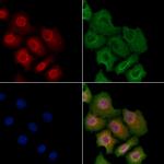 Phospho-TNFAIP3 (Ser381) Antibody in Immunocytochemistry (ICC/IF)