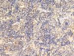 Phospho-AMPK alpha-1,2 (Thr172) Antibody in Immunohistochemistry (Paraffin) (IHC (P))