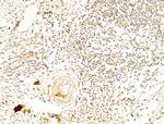 Phospho-AMPK alpha-1,2 (Thr172) Antibody in Immunohistochemistry (Paraffin) (IHC (P))