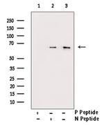 Phospho-AMPK alpha-1,2 (Thr172) Antibody in Western Blot (WB)