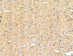 Phospho-EPRS (Ser886) Antibody in Immunohistochemistry (Paraffin) (IHC (P))