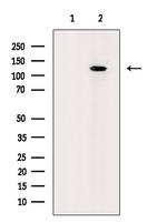 Phospho-RB1 (Ser788) Antibody in Western Blot (WB)