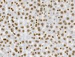 Phospho-RSK Pan (Ser221, Ser227, Ser218, Ser232) Antibody in Immunohistochemistry (Paraffin) (IHC (P))