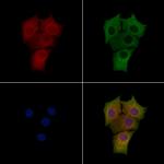 MIP-3 alpha Antibody in Immunocytochemistry (ICC/IF)