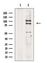 Cyclin T1 Antibody in Western Blot (WB)