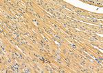 GPR64 Antibody in Immunohistochemistry (Paraffin) (IHC (P))