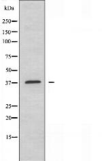 AHA1 Antibody in Western Blot (WB)