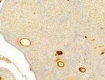 Protein APC Antibody in Immunohistochemistry (Paraffin) (IHC (P))