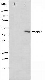 APLF Antibody in Western Blot (WB)