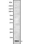 ApoA2 Antibody in Western Blot (WB)