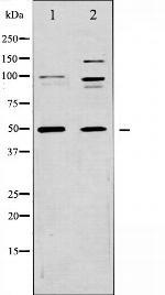 CD47 Antibody in Western Blot (WB)